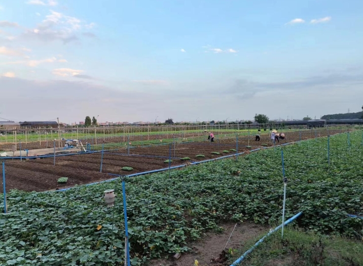 Vʳ͹˾vo(w)GɫЙC߲˵ą^e